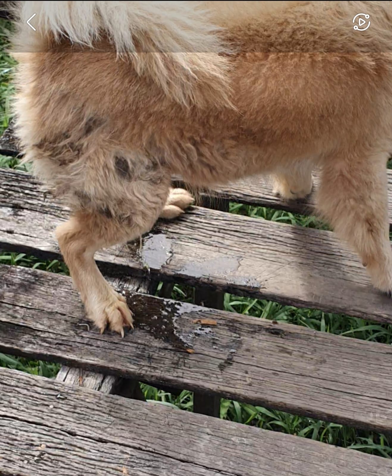 Cachorros usados para vigiar ponto de drogas são resgatados em Eirunepé