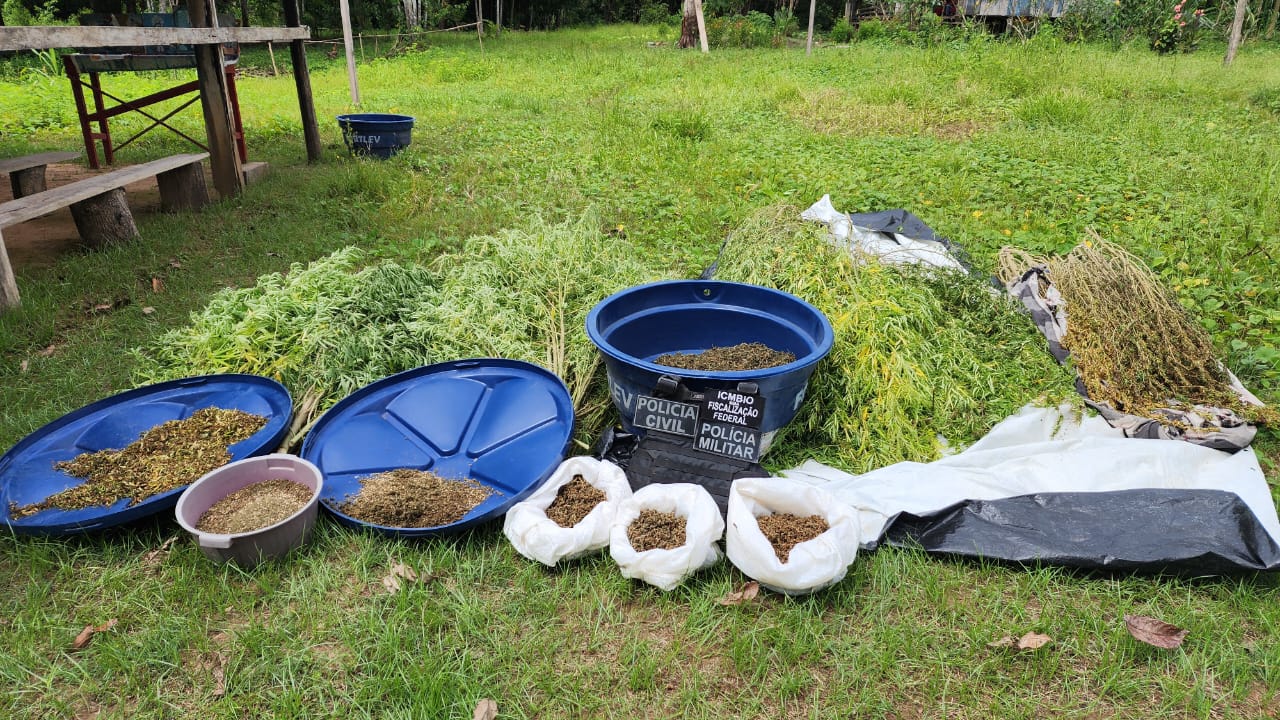Trio é preso em plantação de maconha avaliada em R$ 300 mil em Pauini