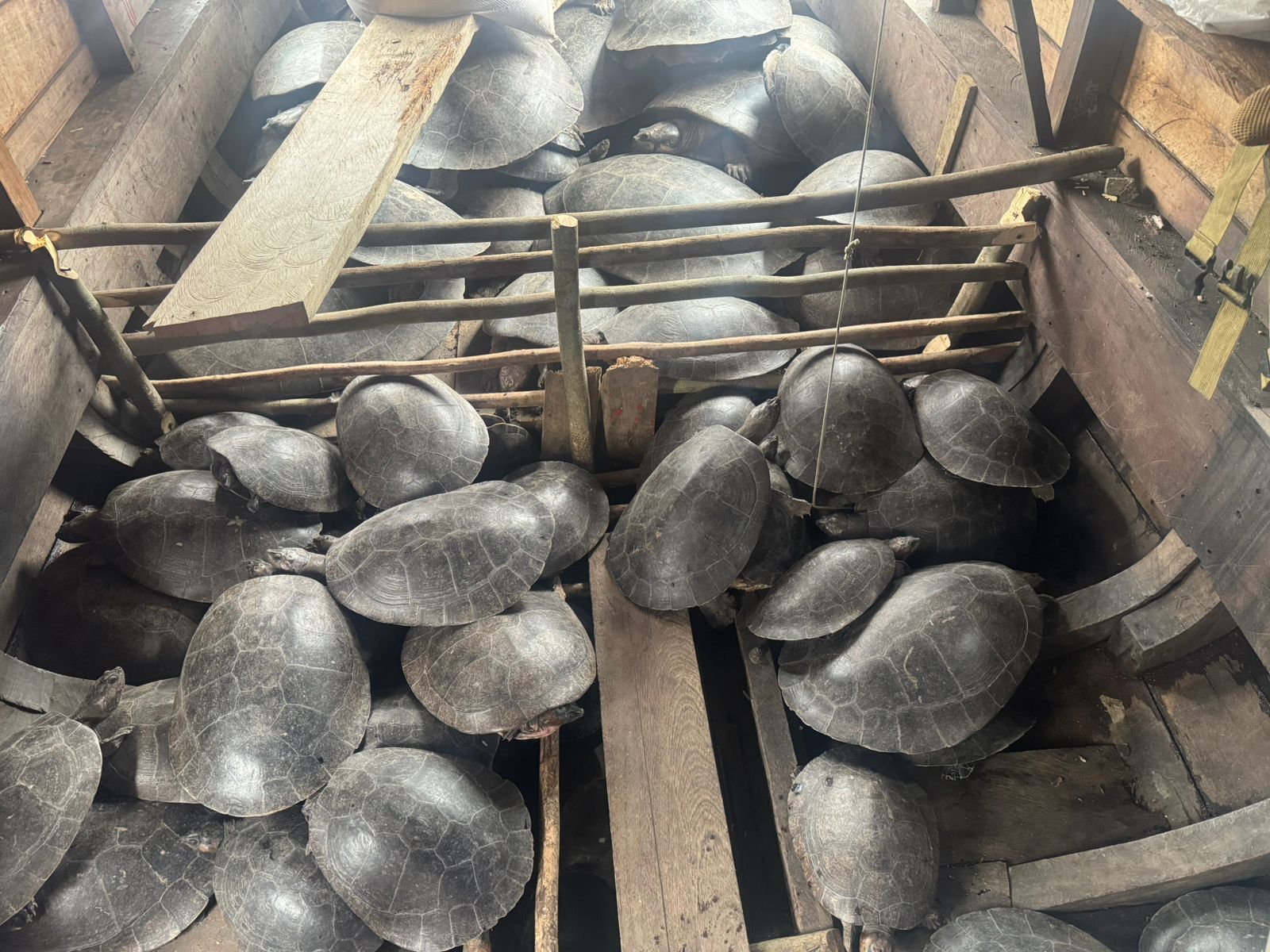 Homem é preso por caçar mais de quatro toneladas de quelônios no Amazonas