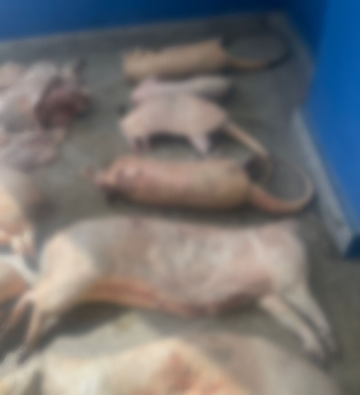 Homem é preso por vender carne de caça de animais silvestres no Novo Aleixo