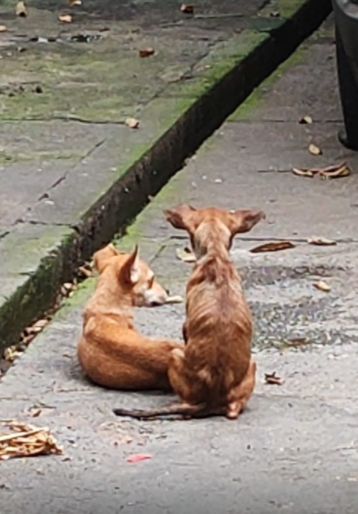 Homem é preso por deixar cachorros em estado de magreza excessiva em Manaus