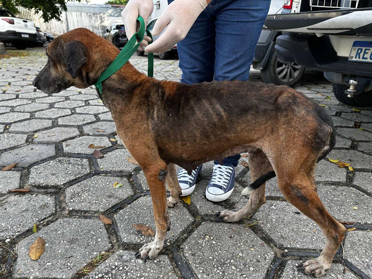 Após denúncia, homem é preso por maus-tratos contra cadela no Dom Pedro