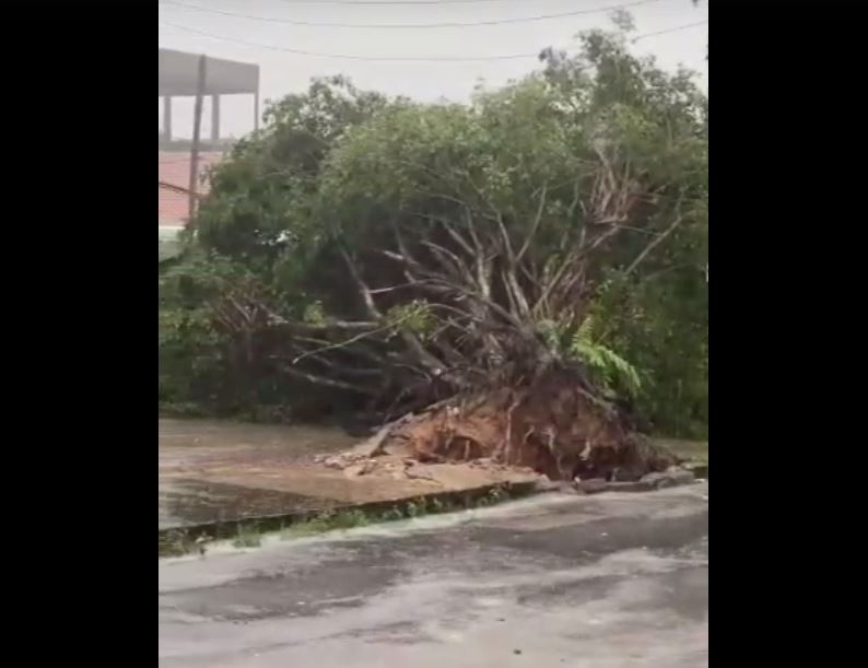 Temporal arranca árvore e provoca alagações em Manaus; Veja vídeos