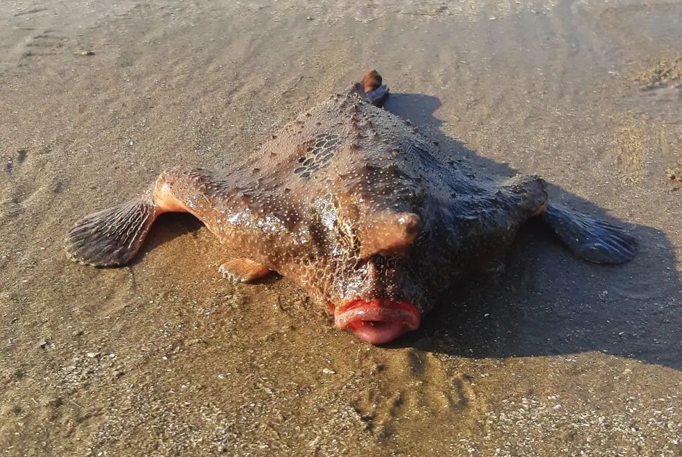 Peixe-morcego é flagrado em praia do Brasil e impressiona banhistas