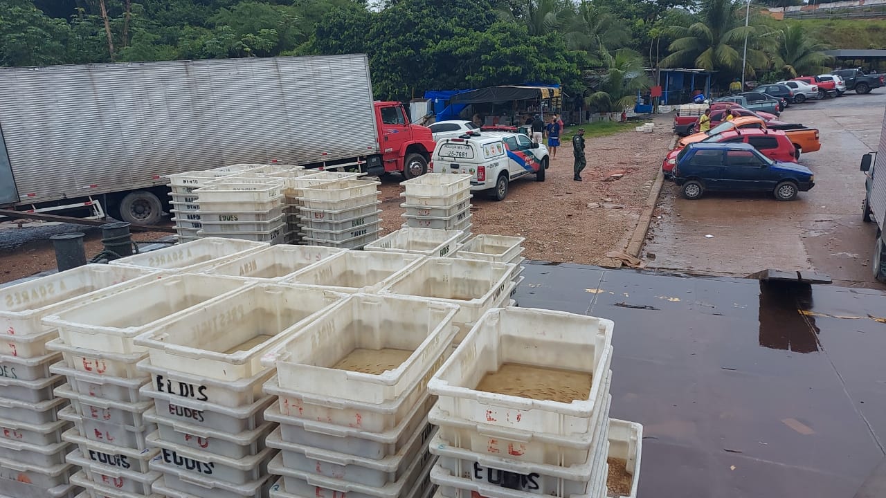 Polícia apreende mais de 60 mil peixes ornamentais no Porto de Manaus