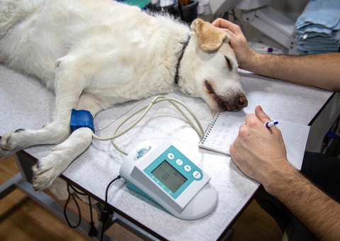 Hoje é dia de parabenizar aquele veterinário que cuida do seu Pet!
