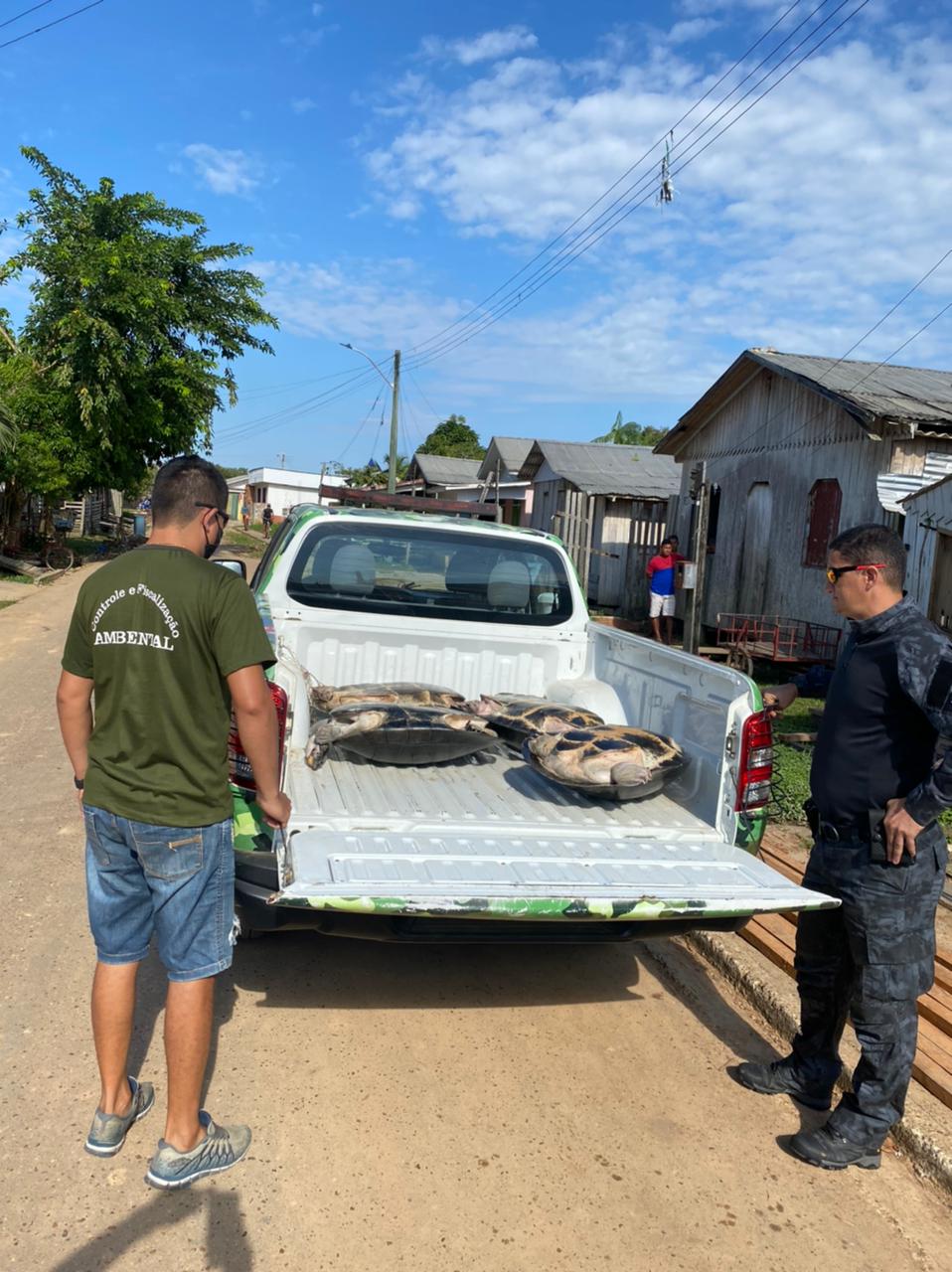 Tartarugas gigantes são encontradas no quintal de casa no Amazonas
