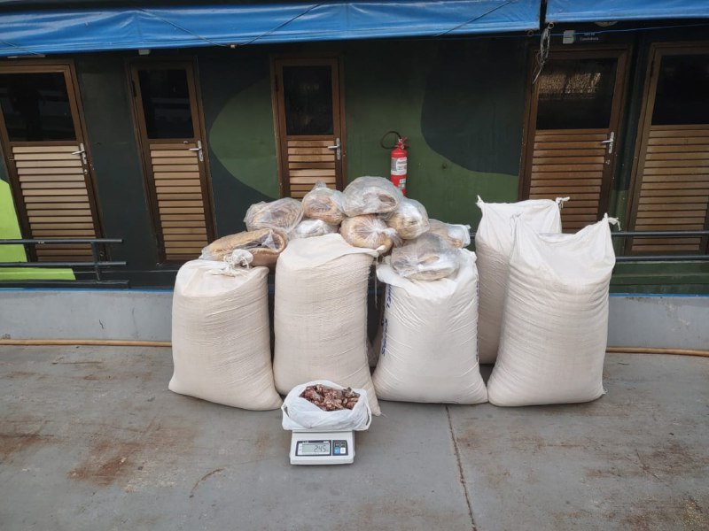 Pescado ilegal é apreendido escondido em sacos de farinha no Amazonas
