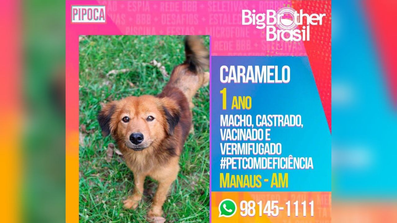 Animais para adoção ganham perfis inspirados no BBB em Manaus
