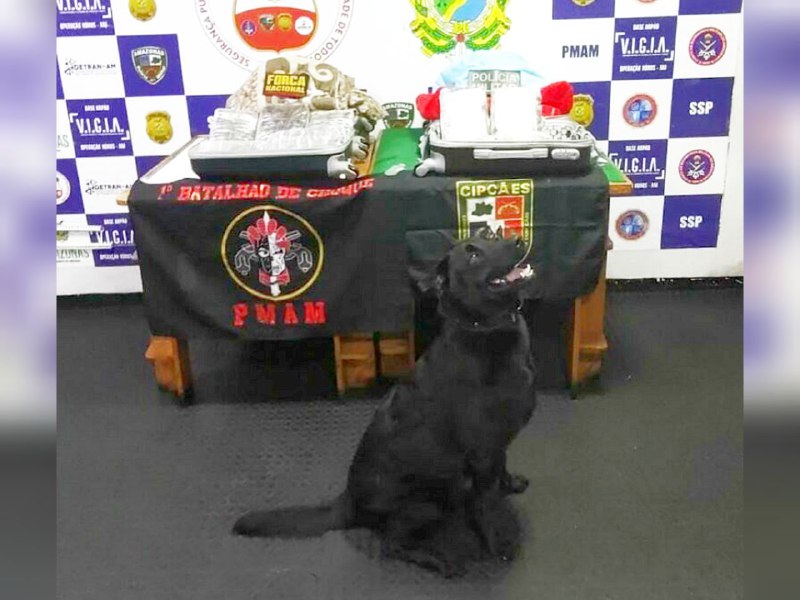 Cão policial encontra 10 quilos de drogas escondidas com adolescente no Amazonas