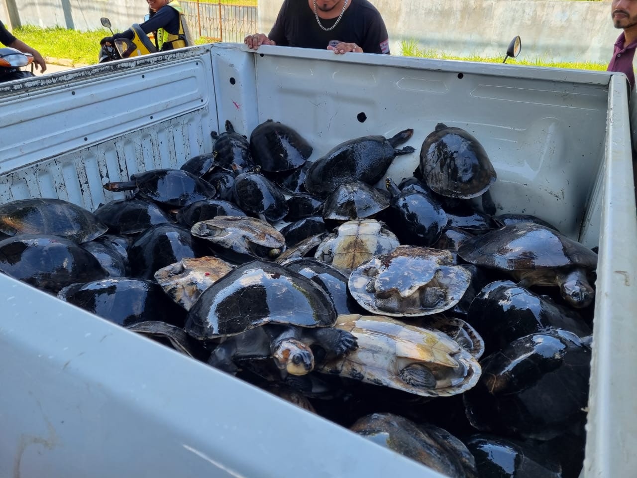 81 quelônios são resgatados de cativeiro em Itapiranga, no Amazonas