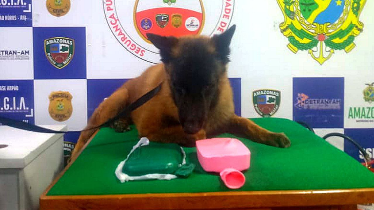 Cão policial encontra drogas escondidas em embarcação no Amazonas