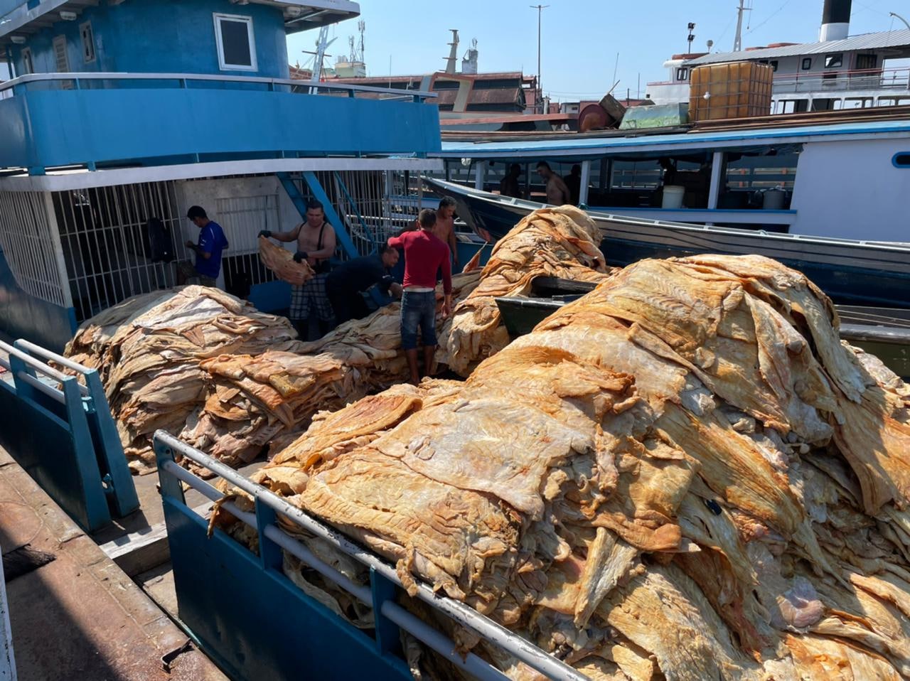 Homem é preso com 20 toneladas de pescado ilegal em Iranduba, no Amazonas