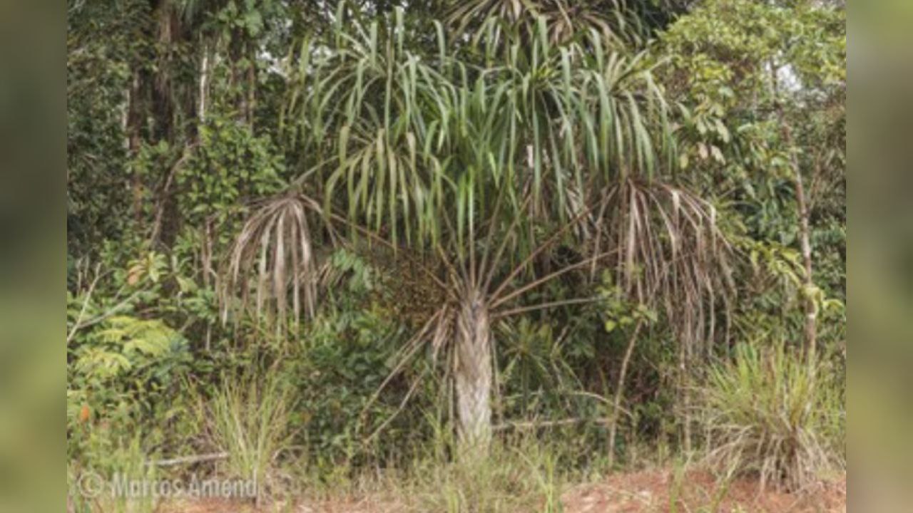 Nova espécie de palmeira é descobertas por cientistas do Inpa na Amazônia