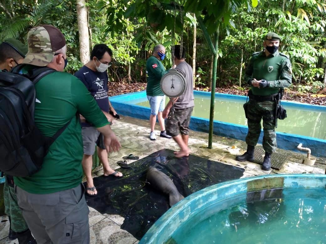 Polícia participa de ação de resgate de filhote de peixe-boi em Manaus