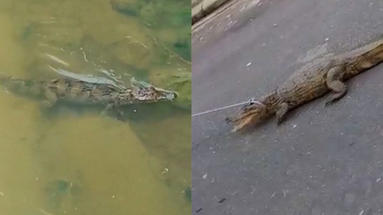 Vídeo: Jacaré que foi arrastado com corda é solto em igarapé de Manaus
