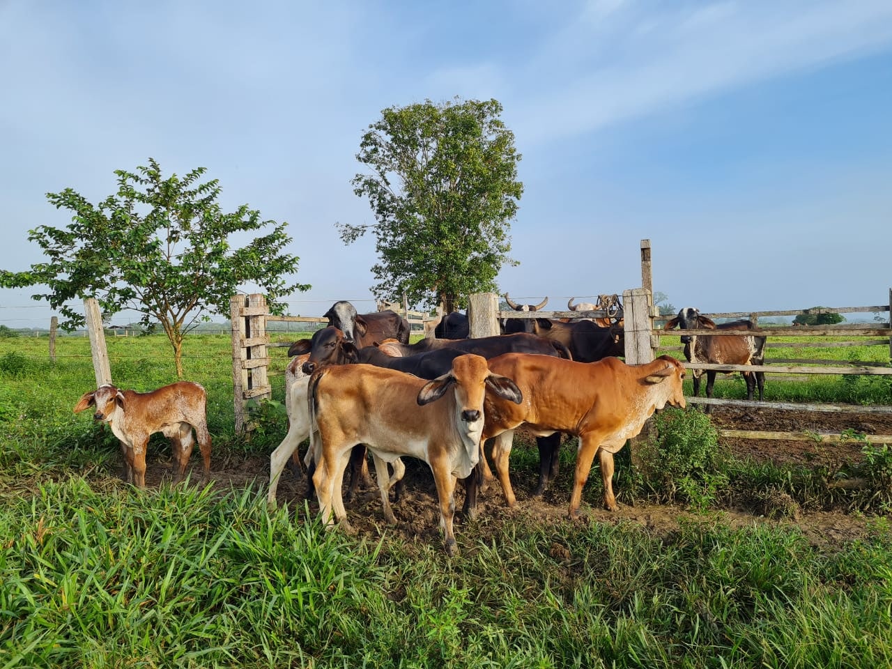 Prorrogado prazo de vacinação contra brucelose no Amazonas