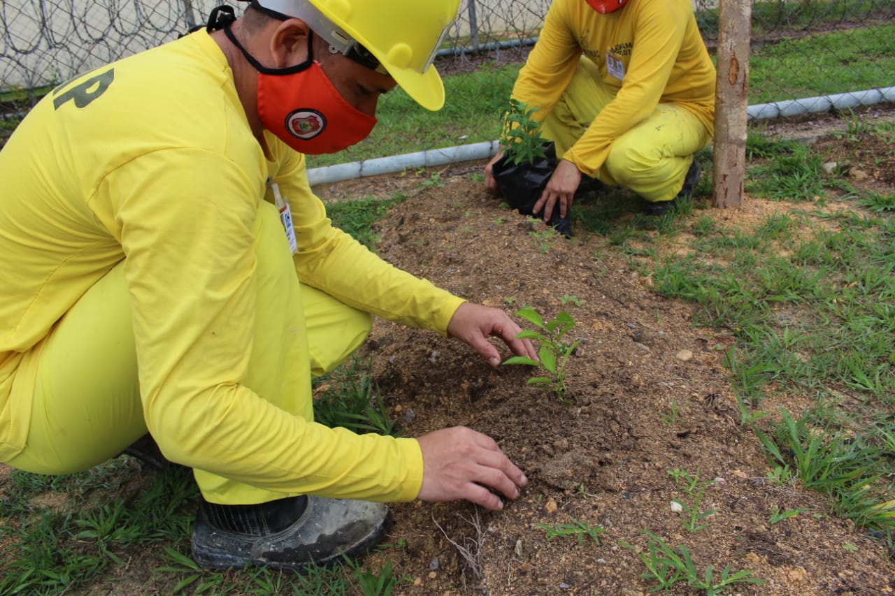 Detentos trabalham em horta no Ipat para remissão de pena em Manaus