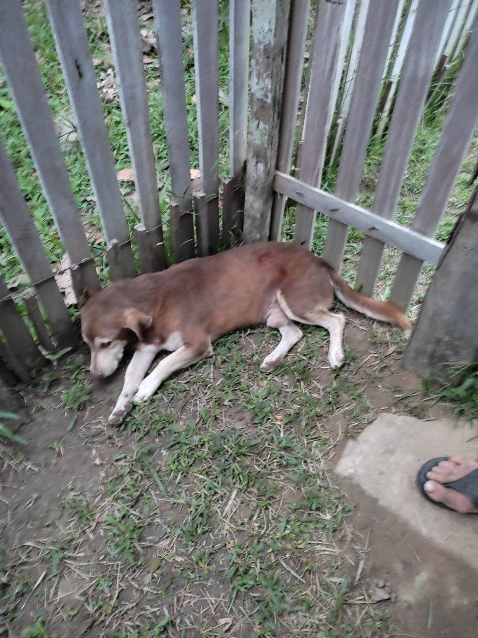 Homem é preso após atirar contra cachorro no Amazonas
