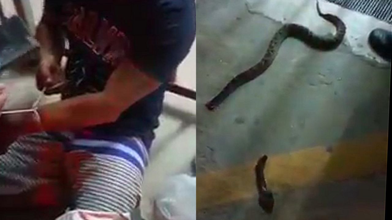 Homem é picado por cobra e leva animal decapitado para hospital; vídeo