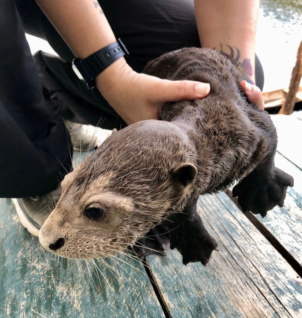 Filhote de ariranha é resgatado de turismo ilegal no Amazonas