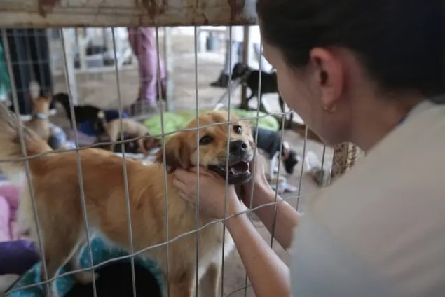 AM tem processo seletivo para protetores de animais receberem ração grátis