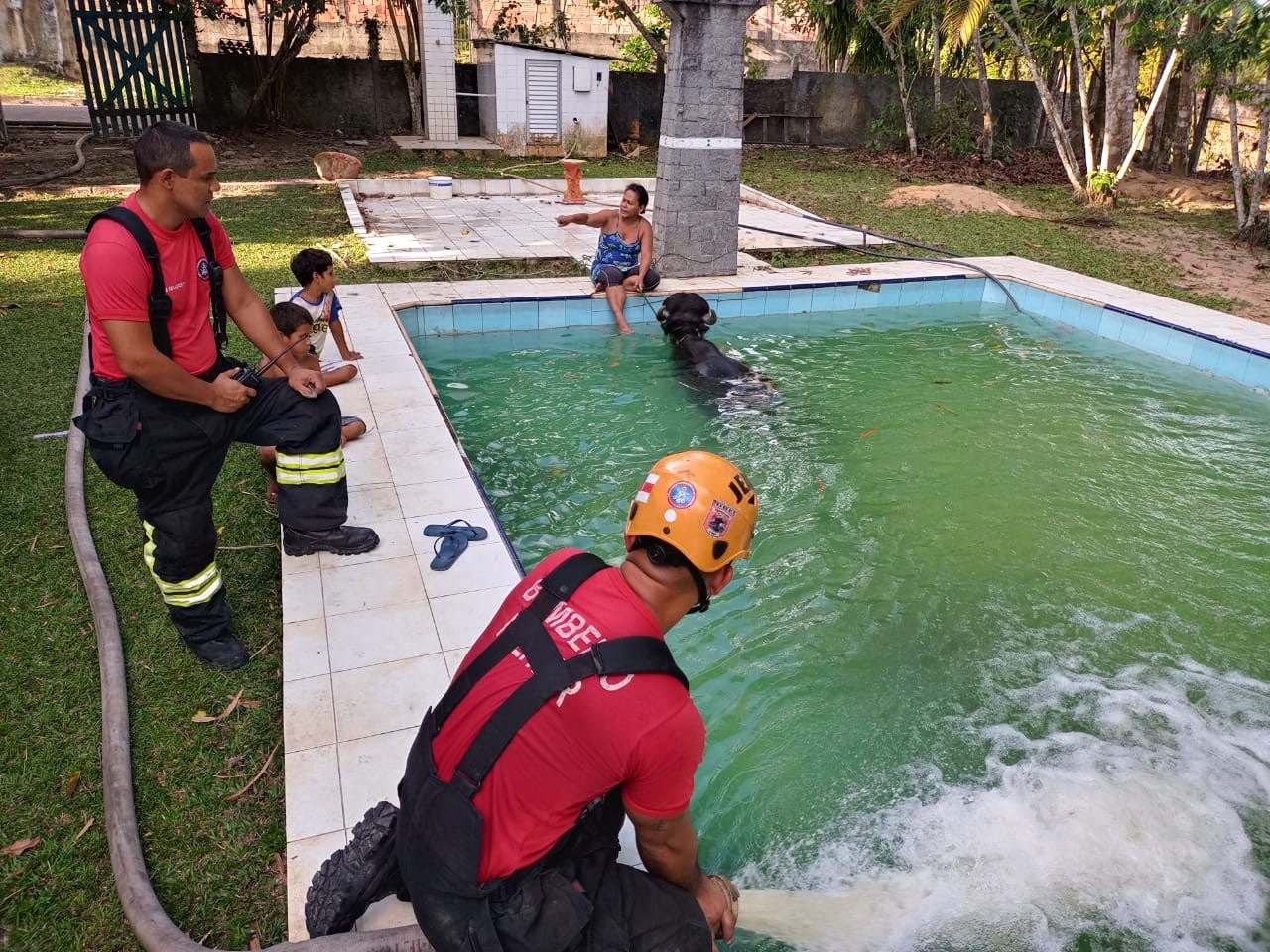 Búfalo é resgatado após cair em piscina de sítio em Manaus