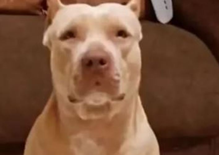 Bebê de 10 meses morre após ser atacado por cachorro durante banho