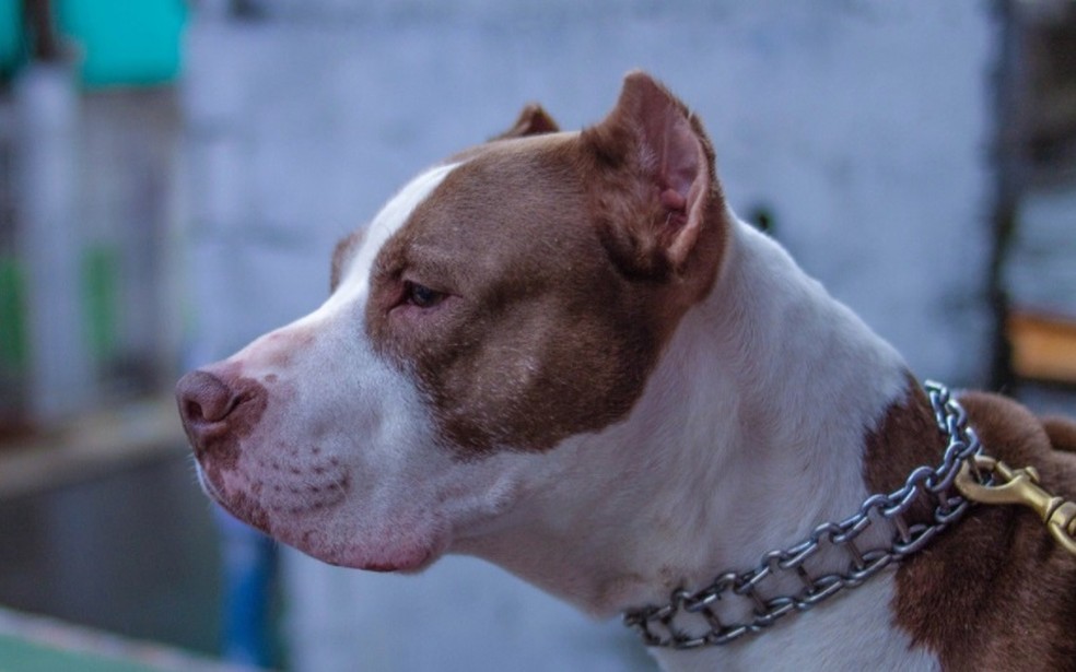 Pitbull é morto a tiros após latir para PMs durante operação