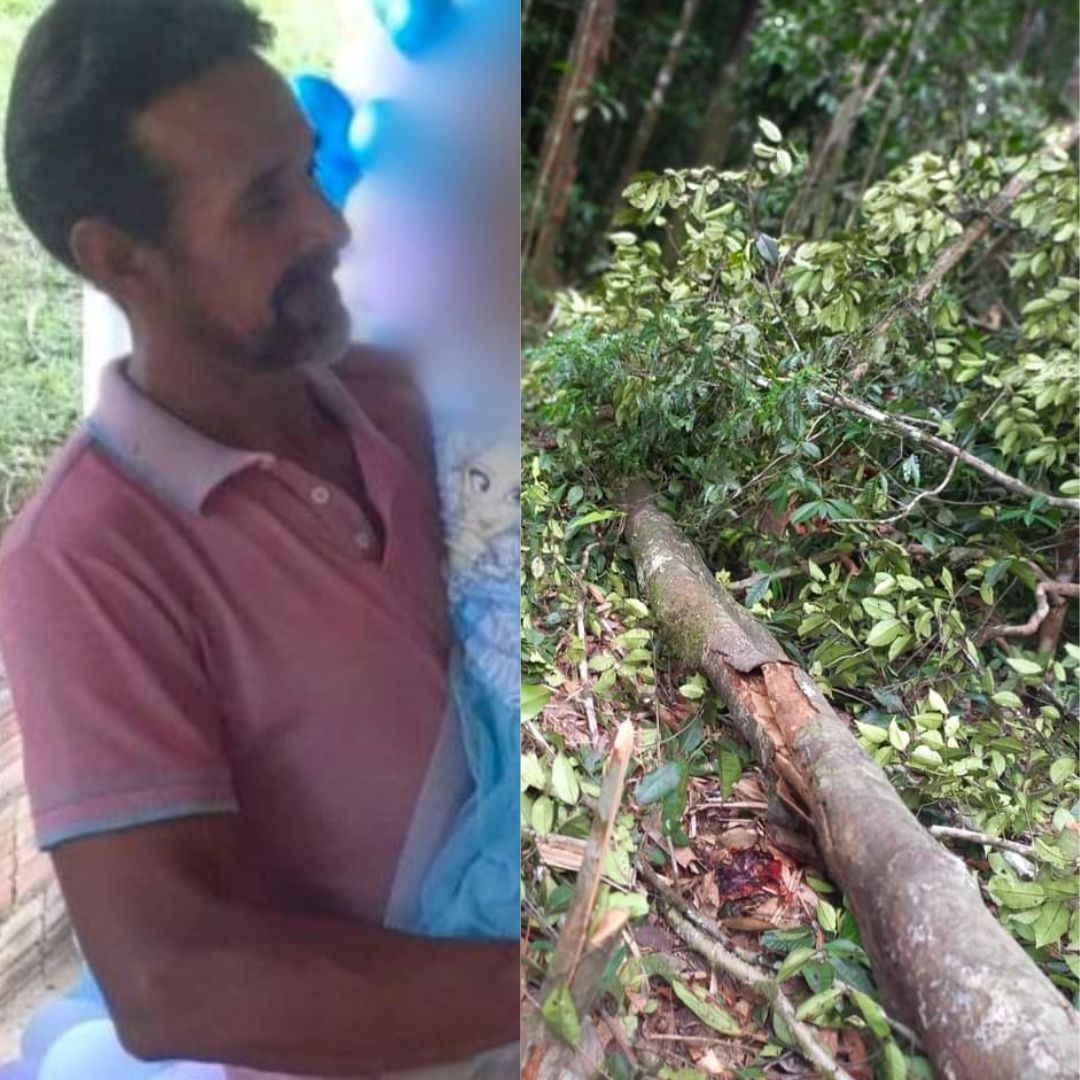 Idoso morre após árvore que estava serrando cair sobre ele no Amazonas