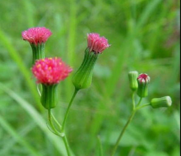 Com ação diurética, planta combate infecções urinárias
