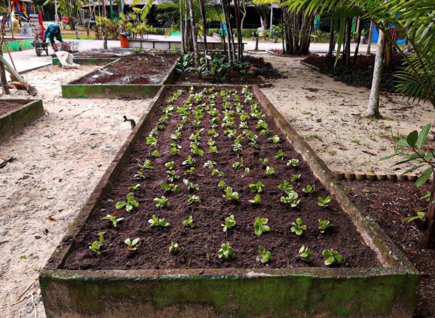 Parque do Mindu em Manaus ganha viveiro de plantas medicinais