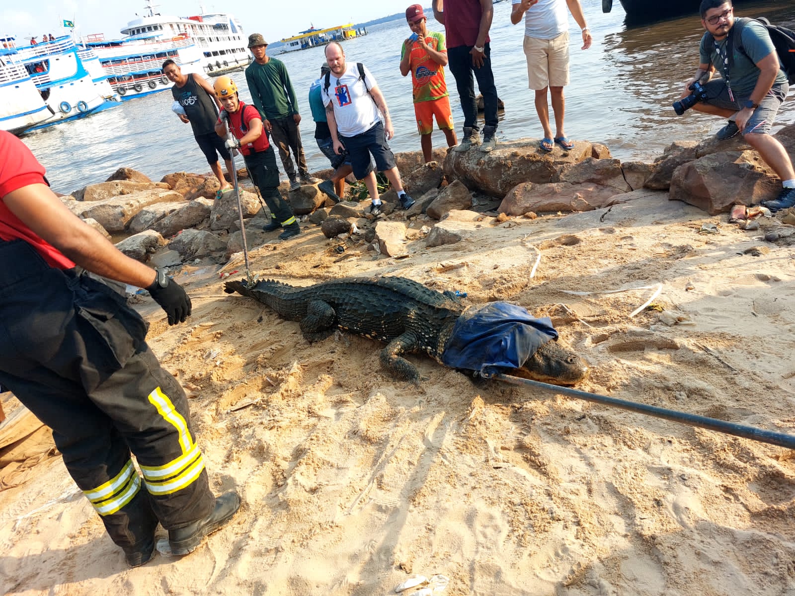 Jacaré de 2 metros é resgatado na Manaus Moderna e receberá tratamento