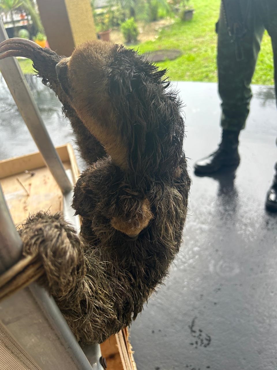 Aves e bichos-preguiça são resgatados em Manaus e Iranduba