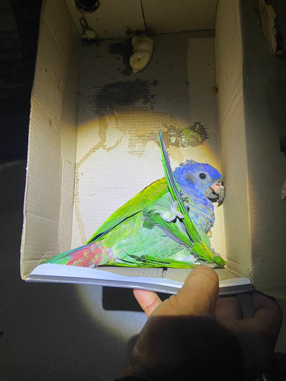 Papagaio ferido é resgatado no bairro Dom Pedro