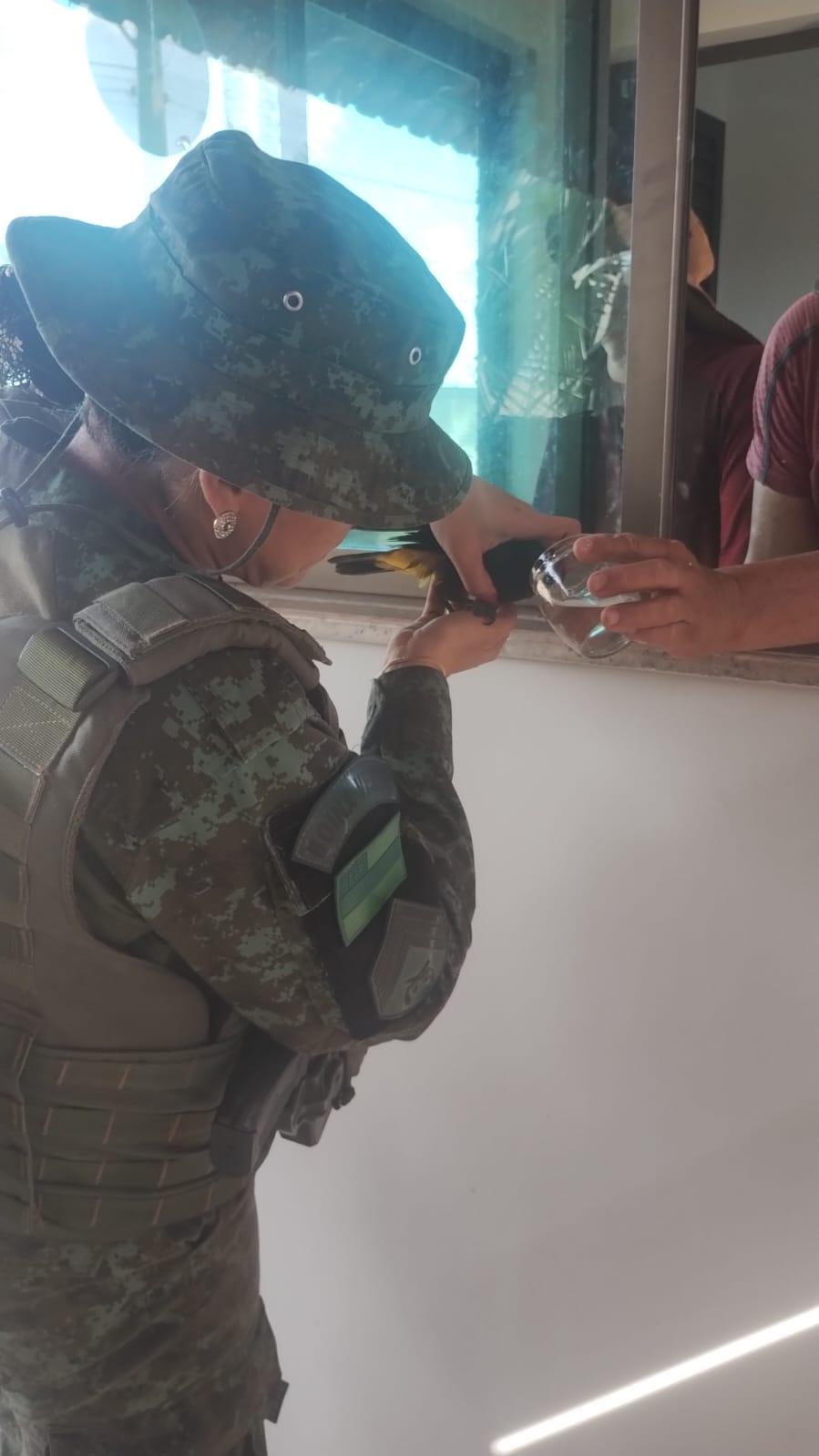 Polícia resgata pássaros feridos no Tarumã e Santo Antônio