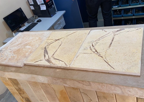 Professor da UFRJ é alvo da PF por envolvimento em tráfico de fósseis 