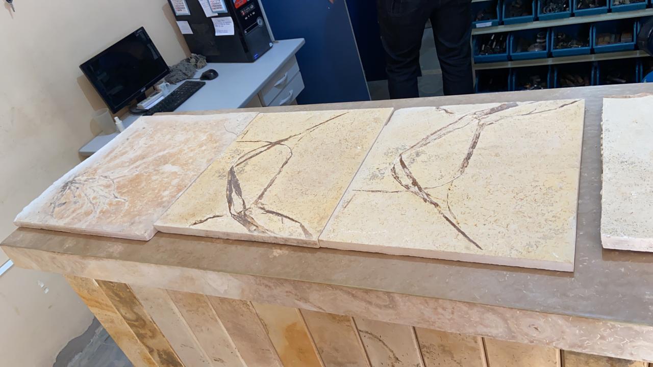 Professor da UFRJ é alvo da PF por envolvimento em tráfico de fósseis 