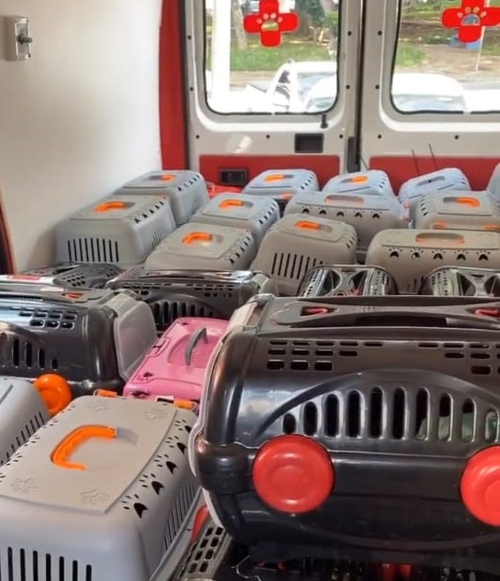 Ladrões roubam van com 70 gatos resgatados por ONG