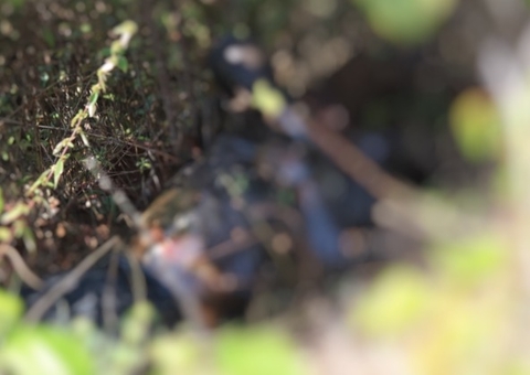 Com mãos algemadas, homem é encontrado em decomposição em ramal de Manaus