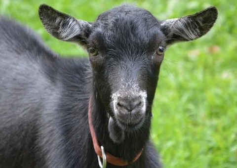 Homem é baleado em universidade ao tentar roubar bode