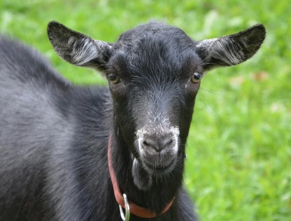 Homem é baleado em universidade ao tentar roubar bode