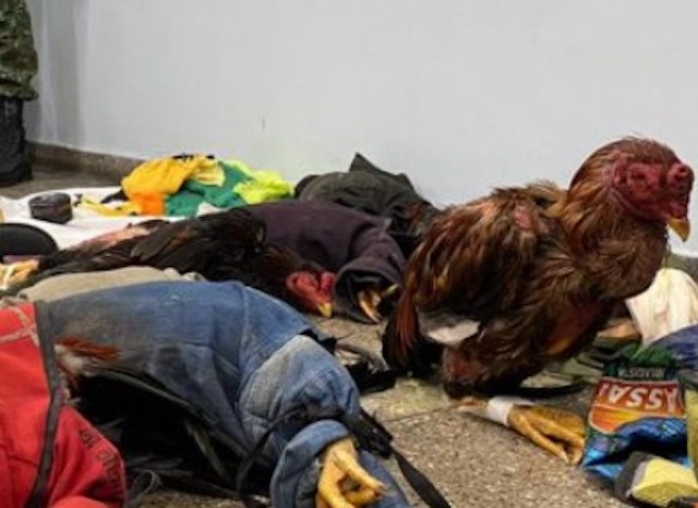 PM fecha rinha de galo e resgata mais de 20 animais em Manaus