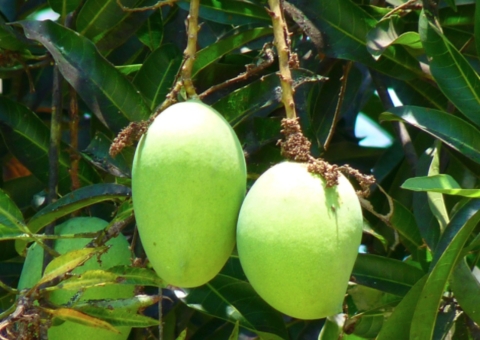 Suspeito de tentar matar amigo após venda de mangas é preso em Manaus