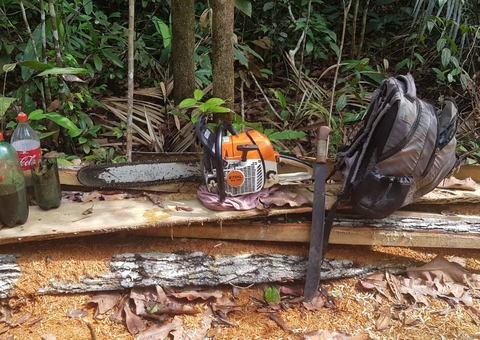 Homem é detido serrando árvores em ramal na AM-010