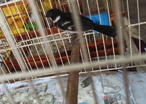 Dupla é detida ao vender pássaros silvestres em Manaus