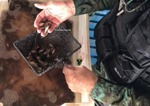 Duas pessoas são detidas com 12 mil peixes ornamentais no Centro de Manaus 