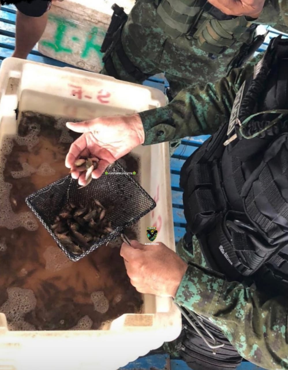 Duas pessoas são detidas com 12 mil peixes ornamentais no Centro de Manaus 