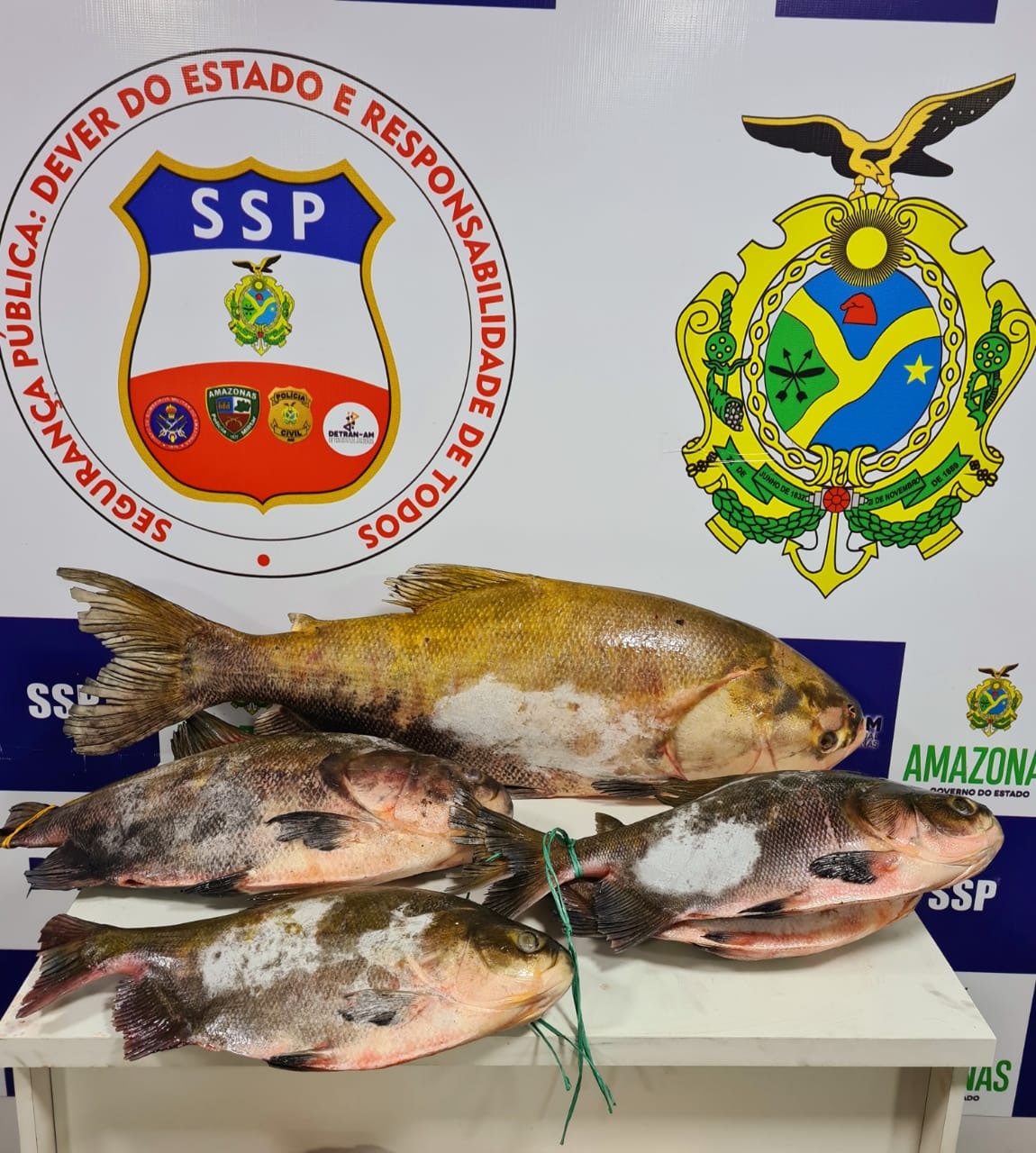 Homem é preso e 131 kg de pescado apreendido em embarcação no Amazonas