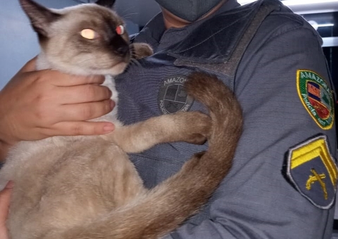 Dupla é presa após amarrar e quase matar gato em Manaus